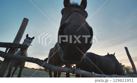Curious horses approaching the camera behind a wooden fence in Crimea at sunset 129821951