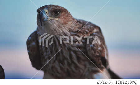 Close up of an eagle with black sea and crimean coast in background, showcasing wildlife beauty Close up of an eagle with black sea and crimean coast in background, showcasing wildlife beauty 129821976