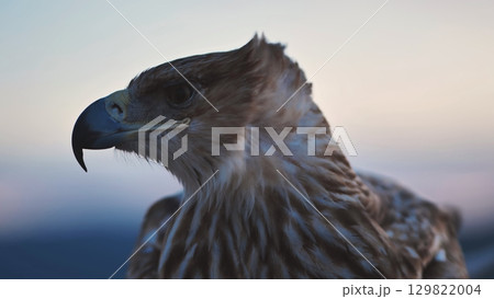 Imperial eagle observing Crimean peninsula at sunset 129822004