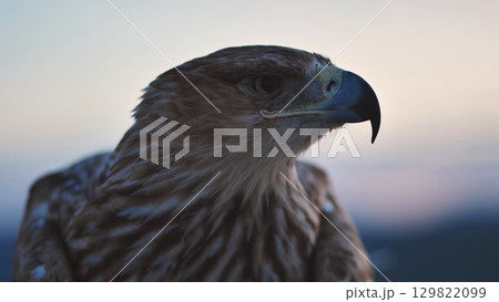 Imperial eagle observing the Crimean peninsula at sunset 129822099