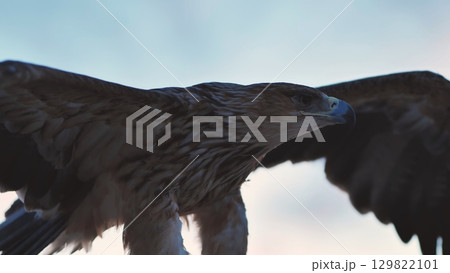 Imperial eagle opening its wings in Crimea 129822101