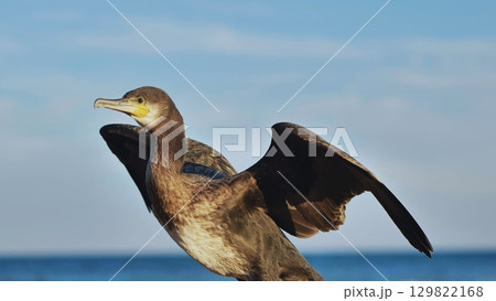Great cormorant spreading wings on crimean seashore 129822168