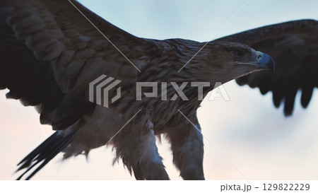 Eastern imperial eagle flying in Crimea peninsula during sunset 129822229