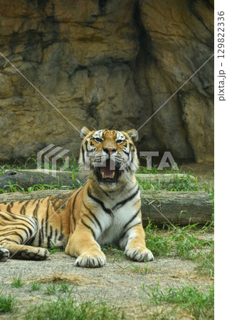 凛々しい姿　アムールトラ 129822336