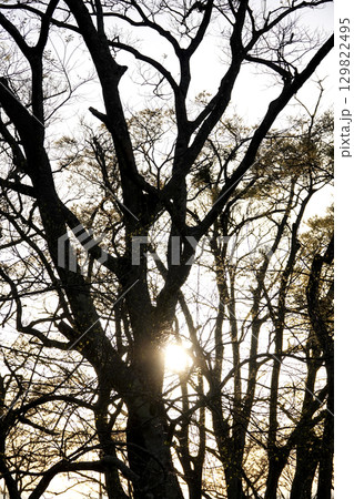 夕陽を受けた木立のシルエット 129822495