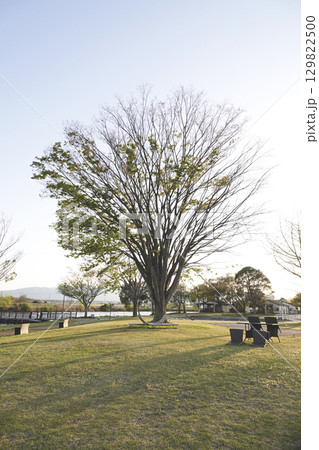 夕陽を浴びて漸く新芽 若葉を付けた大木 129822500