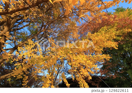 金色に輝くイチョウの葉　黄葉　街路樹 129822611