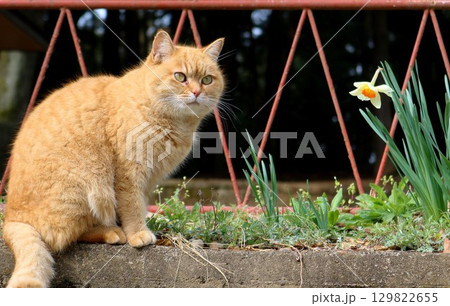 春の日　スイセンとねこ　チャトラ 129822655