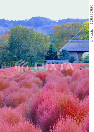 爽やかな青空と鮮やかな紅葉のコキアの群生 129822980