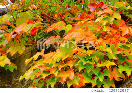 壁面を飾る蔦紅葉 壁面を飾る蔦紅葉 129822987