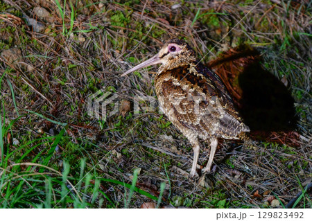 世界自然遺産の奄美大島や沖縄で見られる日本固有種の珍しい絶滅危惧種の野鳥、アマミヤマシギ 129823492