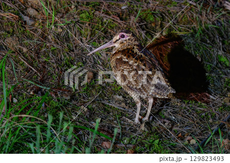 世界自然遺産の奄美大島や沖縄で見られる日本固有種の珍しい絶滅危惧種の野鳥、アマミヤマシギ 世界自然遺産の奄美大島や沖縄で見られる日本固有種の珍しい絶滅危惧種の野鳥、アマミヤマシギ 129823493