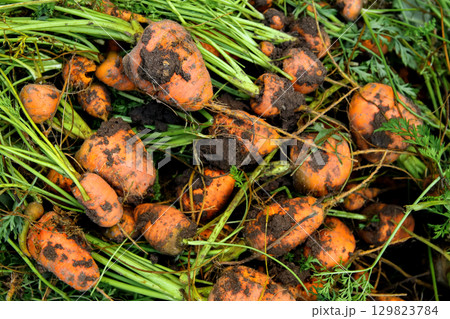 freshly harvested carrots still in the soil. The photo, a powerful symbol of a bountiful garden and organic farming freshly harvested carrots still in the soil. The photo, a powerful symbol of a bountiful garden and organic farming 129823784