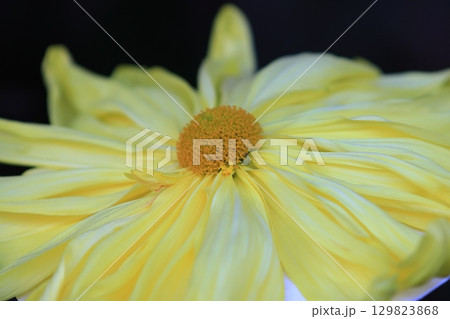 大菊　菊の花　鑑賞花　一文字　ご紋章菊 129823868