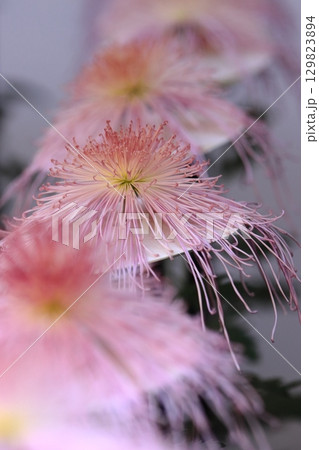 菊の花　菊　管物の菊 129823894