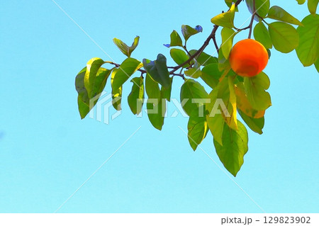快晴の青空と秋の味覚の柿の実 129823902