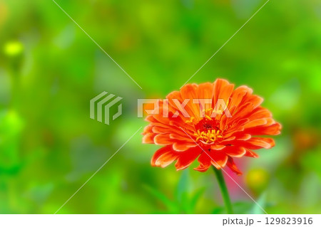 鮮やかなオレンジ色の百日草 129823916