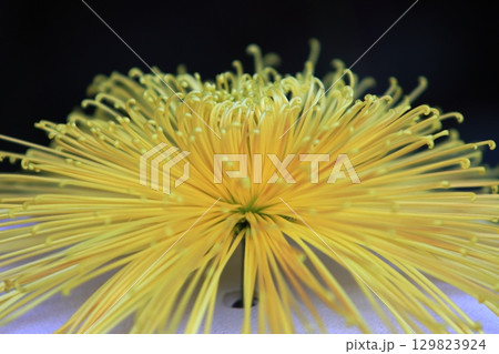 菊の花 菊 管物の菊 菊の花 菊 管物の菊 129823924