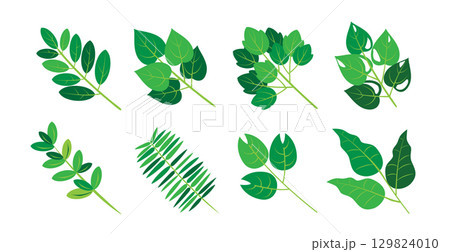 Set of fresh green leaves in flat style	 129824010
