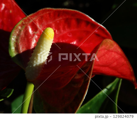南国の花アンスリウムクローズアップ 南国の花アンスリウムクローズアップ 129824079