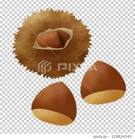 Illustration of a set of chestnuts and chestnuts 129824345
