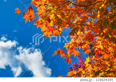 京都　三尾　高雄山　神護寺　美しい紅葉 (京都府京都市右京区） 129824385