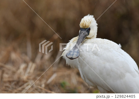 冬に九州の水辺でよく見られる絶滅危惧種の珍しい鳥、冬鳥のクロツラヘラサギ 冬に九州の水辺でよく見られる絶滅危惧種の珍しい鳥、冬鳥のクロツラヘラサギ 129824405