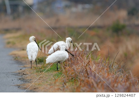冬に九州の水辺でよく見られる絶滅危惧種の珍しい鳥、冬鳥のクロツラヘラサギ 129824407