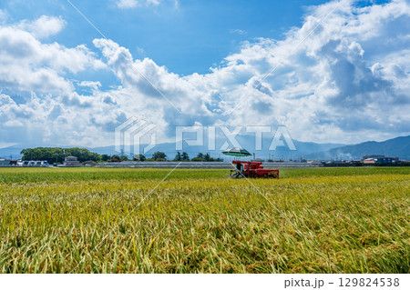 コンバインでの稲刈り風景 129824538