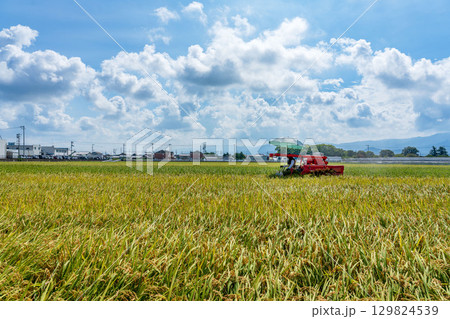 コンバインでの稲刈り風景 コンバインでの稲刈り風景 129824539