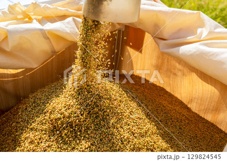 コンバインでの稲刈り風景 129824545