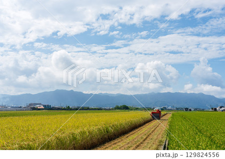 コンバインでの稲刈り風景 129824556