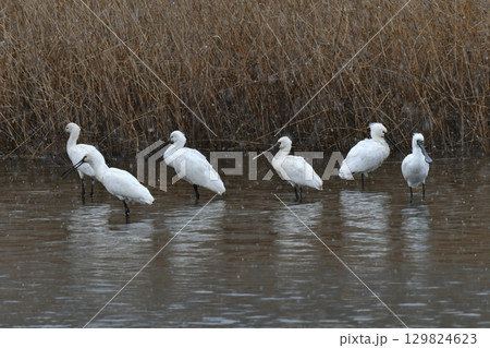 冬に九州の水辺でよく見られる珍しい鳥、冬鳥のヘラサギ 129824623