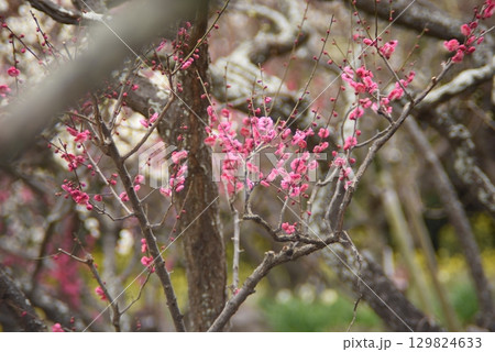 咲き始めた梅の花 129824633