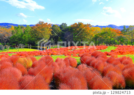 爽やかな秋空と鮮やかな紅葉のコキアの群生 爽やかな秋空と鮮やかな紅葉のコキアの群生 129824713