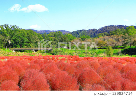 群生する鮮やかな紅葉のコキアの群生 129824714