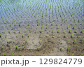 Rice seedlings are planted in the field at the beginning of the growing season. 129824779