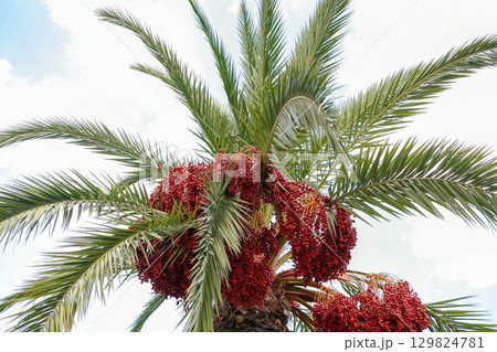 Palm tree with red dates hanging from branches against white clouded sky backdrop Bottom view Palm tree with red dates hanging from branches against white clouded sky backdrop Bottom view 129824781