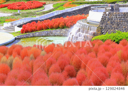 水辺の鮮やかな紅葉のコキアの群生 水辺の鮮やかな紅葉のコキアの群生 129824846