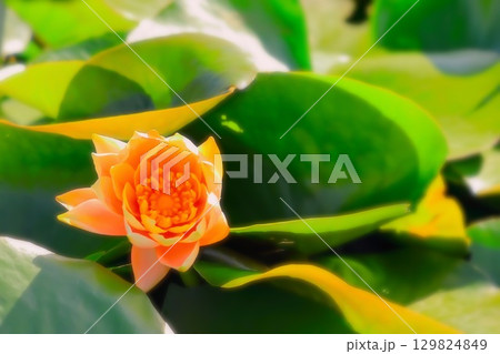 オレンジ色の鮮やかな睡蓮の花 129824849