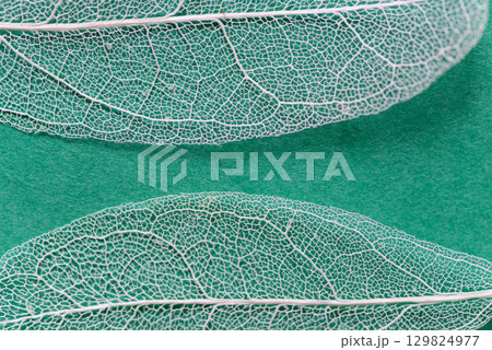 緑背景に美しい白い葉脈　スケルトンリーフ 129824977