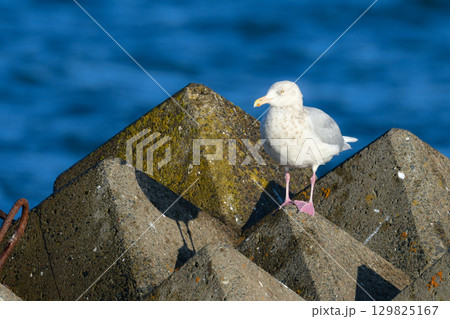 冬に北海道や東京湾で見られる純白の美しいカモメの仲間、シロカモメやワシカモメ 129825167