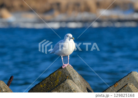 冬に北海道や東京湾で見られる純白の美しいカモメの仲間、シロカモメやワシカモメ 冬に北海道や東京湾で見られる純白の美しいカモメの仲間、シロカモメやワシカモメ 129825168