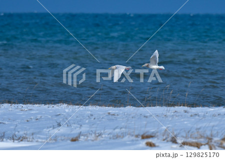 冬に北海道や東京湾で見られる純白の美しいカモメの仲間、シロカモメやワシカモメ 129825170