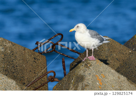 冬に北海道や東京湾で見られる純白の美しいカモメの仲間、シロカモメやワシカモメ 129825174