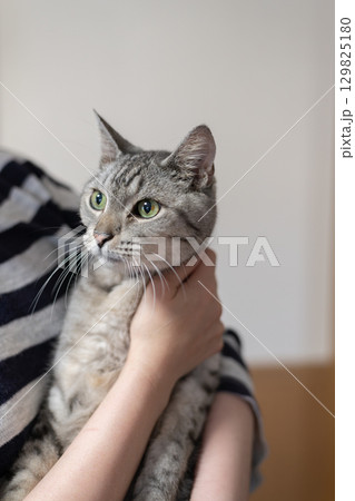 猫を抱きしめる　サバトラ猫 129825180