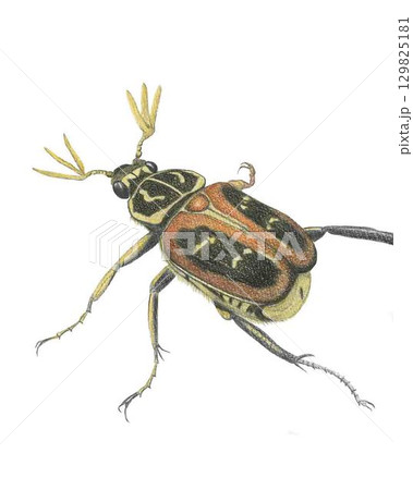 オオトラフコガネ_色鉛筆画 オオトラフコガネ_色鉛筆画 129825181