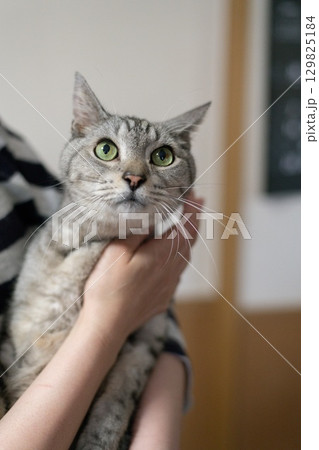 猫を抱きしめる サバトラ猫 猫を抱きしめる サバトラ猫 129825184