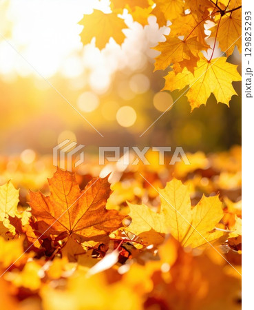 《AI画像》秋の光に照らされた紅葉した公園の落ち葉 129825293