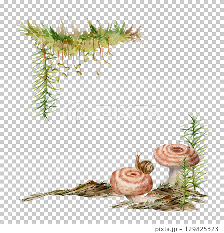 Lactarius milk-cap russula mushroom fungus, snail on cap. Square corner frame hand drawn in watercolor. Horsetail plant on bark with moss lichen growth. Decoupage scrapbooking accents, stationery 129825323